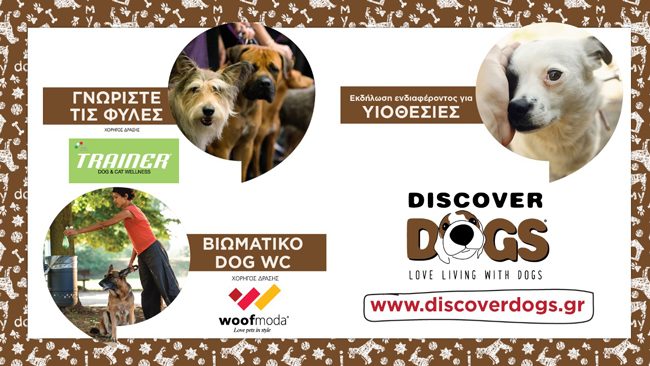 discover dogs 3