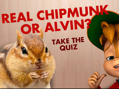 Ο ΑΛΒΙΝΝΝ!!! και η παρέα του – Real Chipmunk or Alvin?